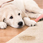 Pet Odor Removal Treatment